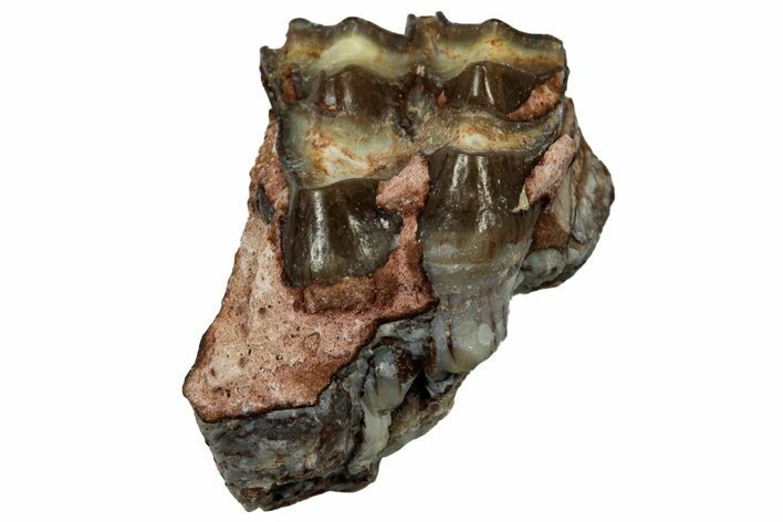 Fossil Oreodont (Merycoidodon) Molar - South Dakota #300271